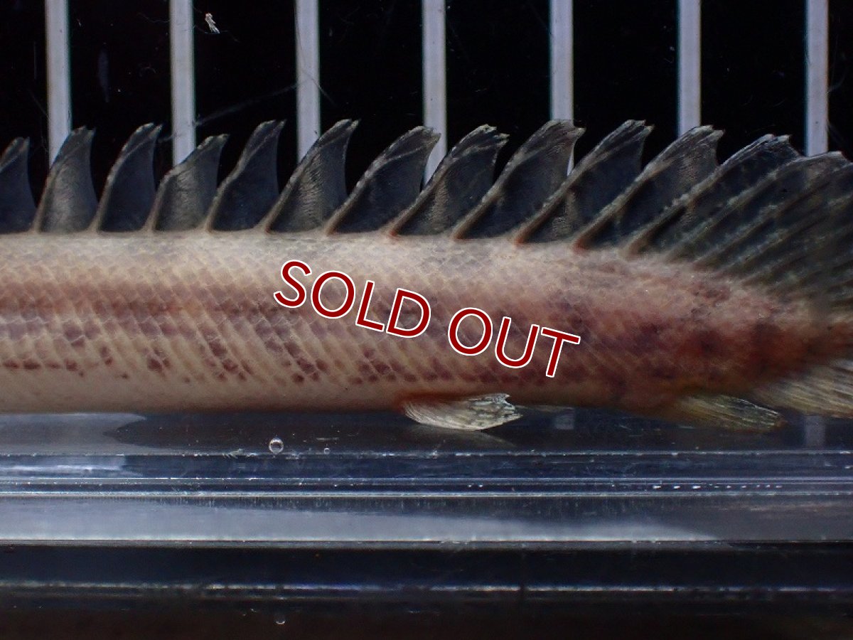 画像3: 【淡水魚】【通販】ハイブリッド ポリプテルス コンソルギー（コンギクス×アンソルギー）【1匹 サンプル画像】(±11cm（生体）（熱帯魚）NKO (3)