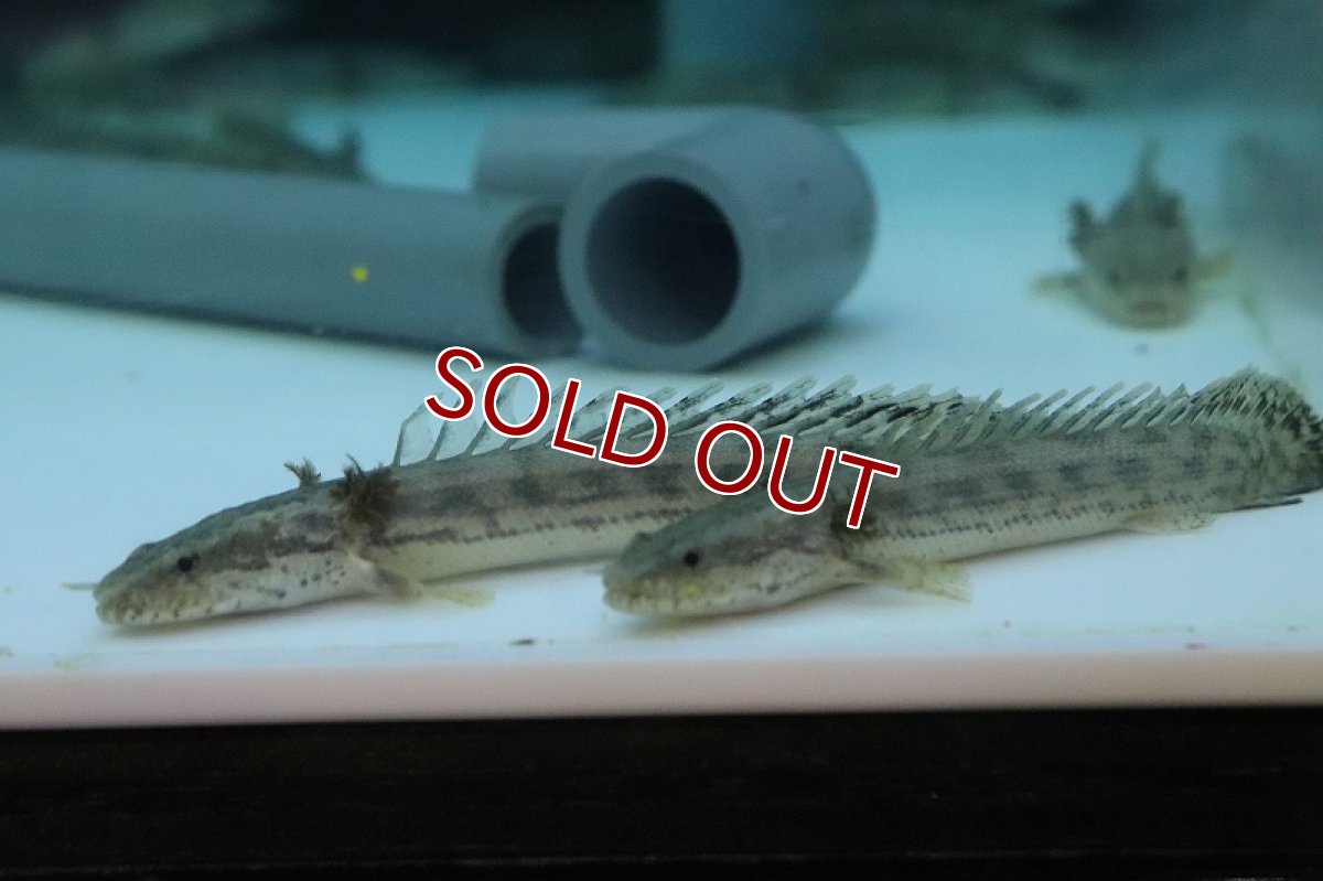 画像1: 【淡水魚】【通販】初入荷 激レア ハイブリッド ポリプテルス ラプエンソルギー【１匹 サンプル画像】(±7-10cm)(生体)(熱帯魚)NKO (1)