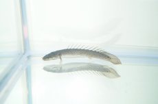 画像1: 【淡水魚】【通販】セレクト個体 完品バンドレス ポリプテルス デルヘジィ ±9cm【1匹】（生体）【ポリプテルス】（熱帯魚）NKO (1)