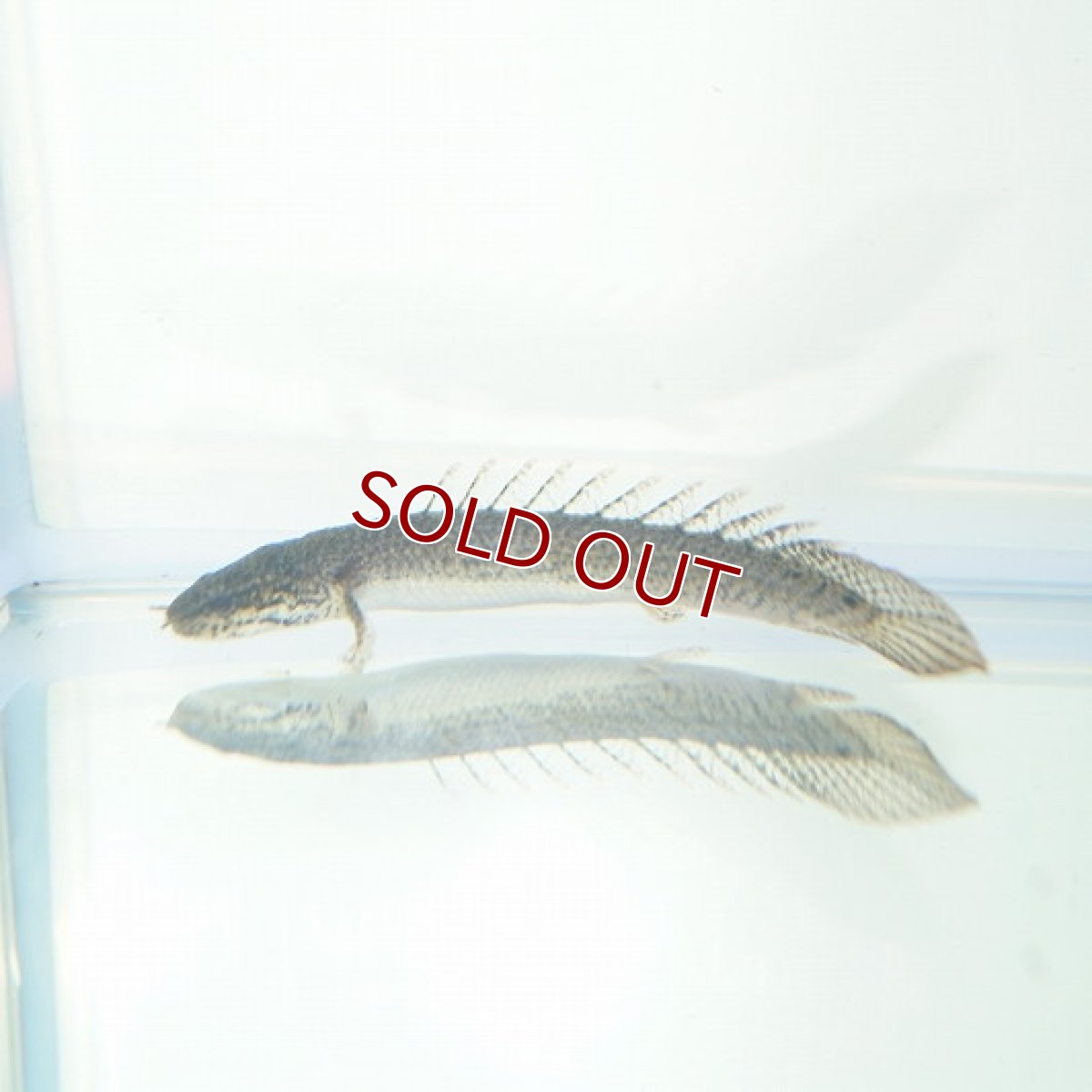 画像2: 【淡水魚】セレクト個体 完品バンドレス ポリプテルス デルヘジィ ±9cm【1匹】（生体）【ポリプテルス】（熱帯魚）NKO (2)