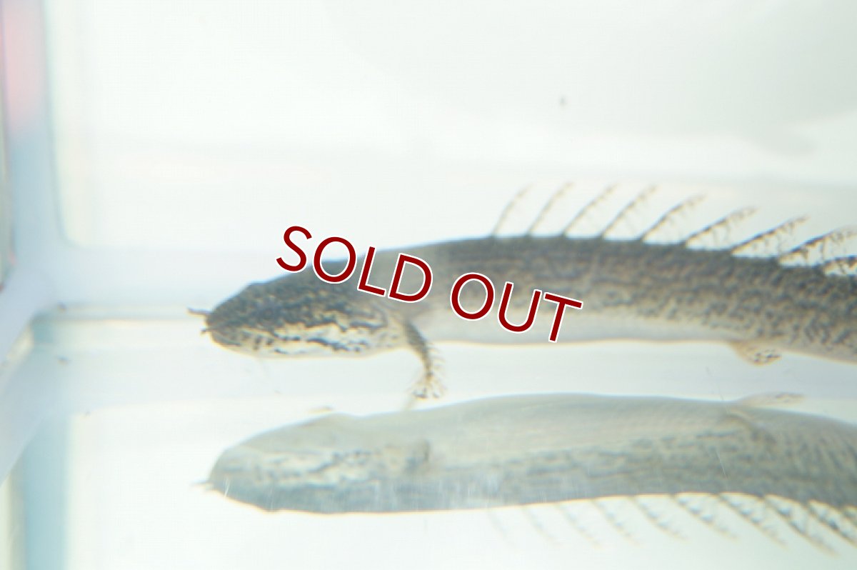 画像3: 【淡水魚】セレクト個体 完品バンドレス ポリプテルス デルヘジィ ±9cm【1匹】（生体）【ポリプテルス】（熱帯魚）NKO (3)