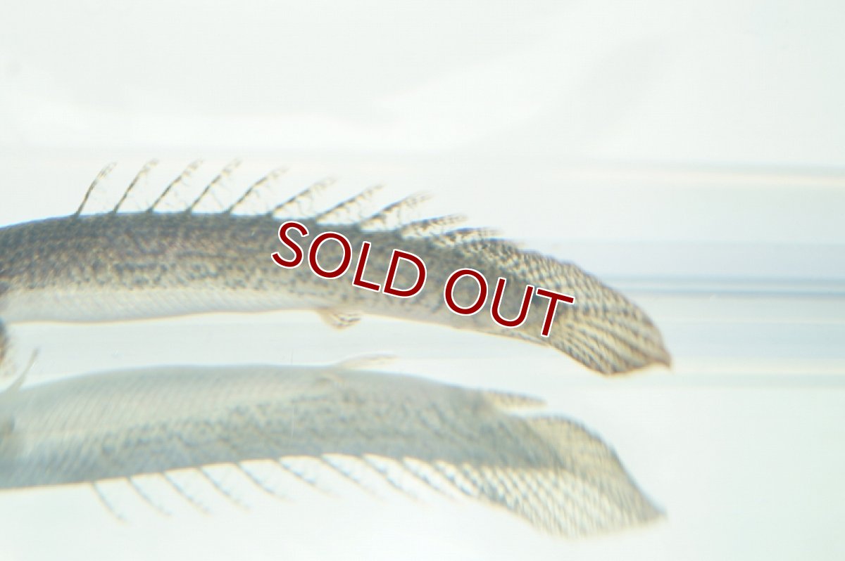 画像4: 【淡水魚】セレクト個体 完品バンドレス ポリプテルス デルヘジィ ±9cm【1匹】（生体）【ポリプテルス】（熱帯魚）NKO (4)