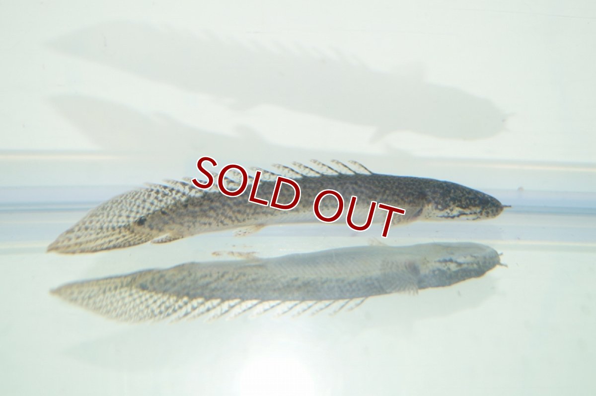 画像5: 【淡水魚】セレクト個体 完品バンドレス ポリプテルス デルヘジィ ±9cm【1匹】（生体）【ポリプテルス】（熱帯魚）NKO (5)
