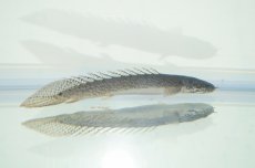 画像5: 【淡水魚】【通販】セレクト個体 完品バンドレス ポリプテルス デルヘジィ ±9cm【1匹】（生体）【ポリプテルス】（熱帯魚）NKO (5)