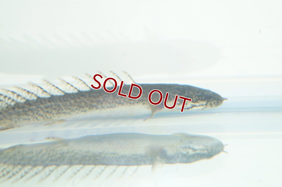 画像6: 【淡水魚】セレクト個体 完品バンドレス ポリプテルス デルヘジィ ±9cm【1匹】（生体）【ポリプテルス】（熱帯魚）NKO (6)