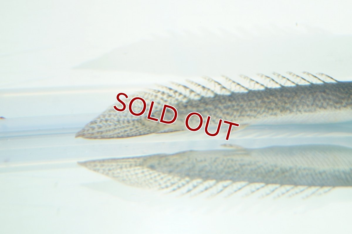 画像7: 【淡水魚】セレクト個体 完品バンドレス ポリプテルス デルヘジィ ±9cm【1匹】（生体）【ポリプテルス】（熱帯魚）NKO (7)