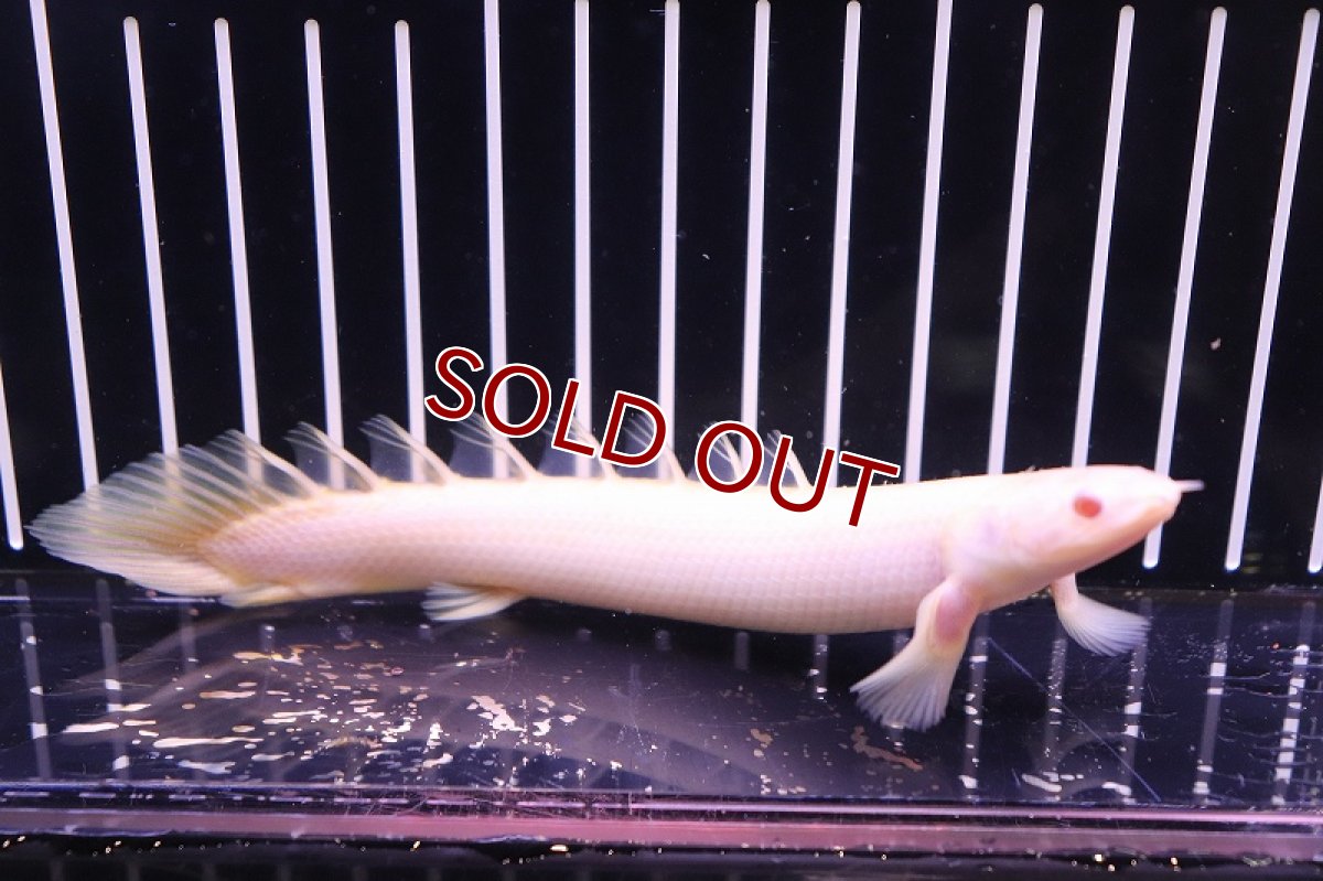 画像1: 【淡水魚】【通販】ポリプテルス アルビノセネガルス 【1匹サンプル画像】（生体）【ポリプテルス】（熱帯魚）NKO (1)