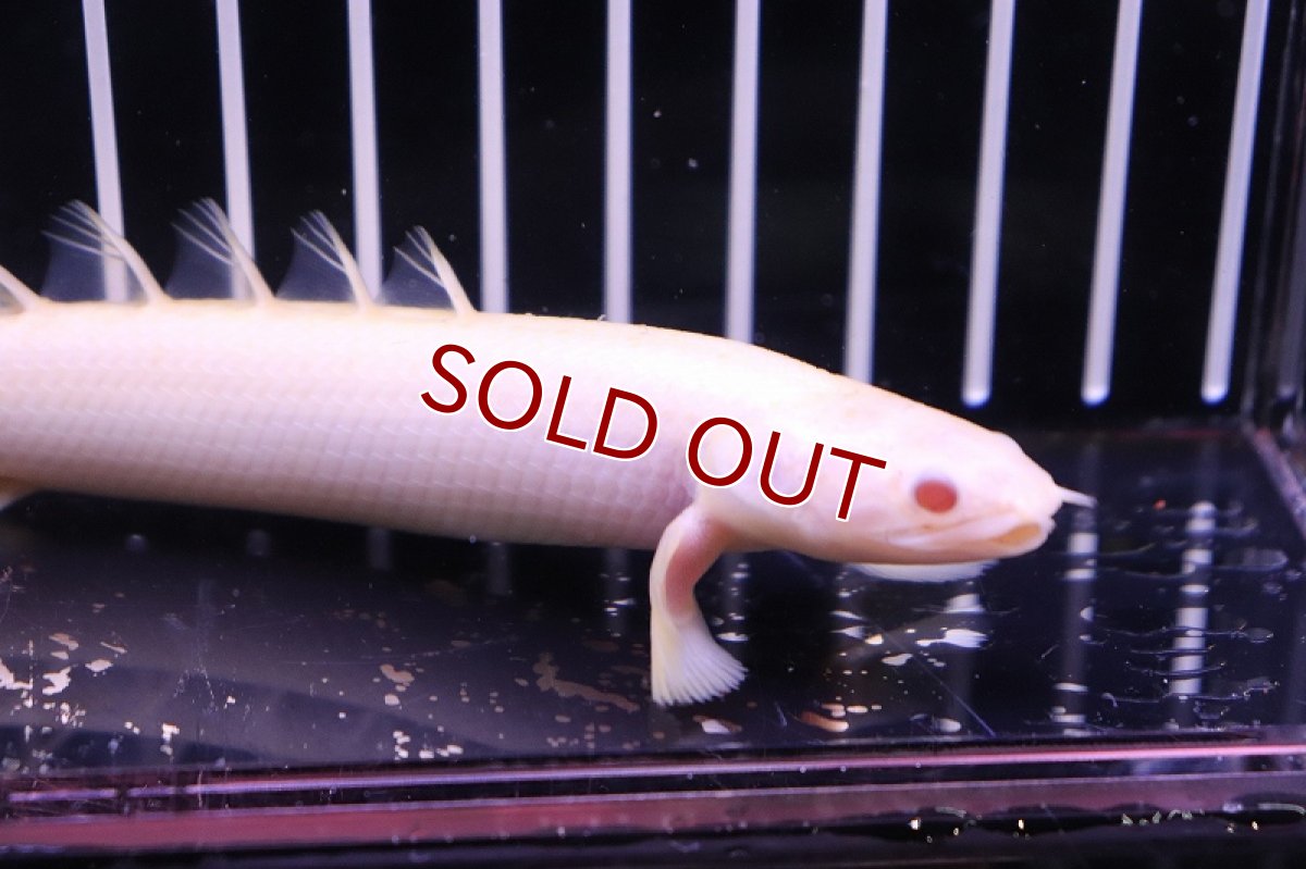 画像2: 【淡水魚】【通販】ポリプテルス アルビノセネガルス 【1匹サンプル画像】（生体）【ポリプテルス】（熱帯魚）NKO (2)