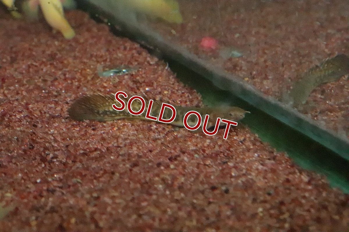 画像1: 【ウィンターセール 10％OFF対象商品】【淡水魚】【通販】ポリプテルス トゥゲルシー(テウゲルシー)【1匹 サンプル画像】(±5-7cm)（生体）　(大型魚)（熱帯魚）NKO (1)