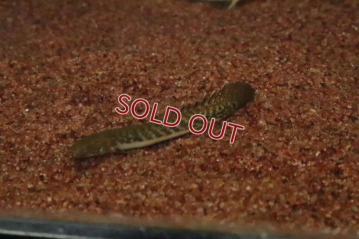 画像2: 【ウィンターセール 10％OFF対象商品】【淡水魚】【通販】ポリプテルス トゥゲルシー(テウゲルシー)【1匹 サンプル画像】(±5-7cm)（生体）　(大型魚)（熱帯魚）NKO (2)