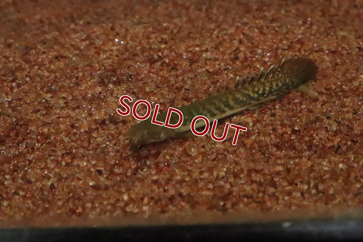 画像3: 【ウィンターセール 10％OFF対象商品】【淡水魚】【通販】ポリプテルス トゥゲルシー(テウゲルシー)【1匹 サンプル画像】(±5-7cm)（生体）　(大型魚)（熱帯魚）NKO (3)