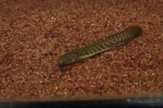 画像3: 【淡水魚】【通販】ポリプテルス トゥゲルシー(テウゲルシー)【1匹 サンプル画像】(±5-7cm)（生体）　(大型魚)（熱帯魚）NKO (3)