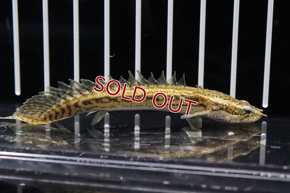 画像1: 【淡水魚】【通販】特価 ポリプテルス ラプラティ(ラプラディ)【1匹 サンプル画像】(±5cm)（生体）(大型魚)（熱帯魚）NKO (1)