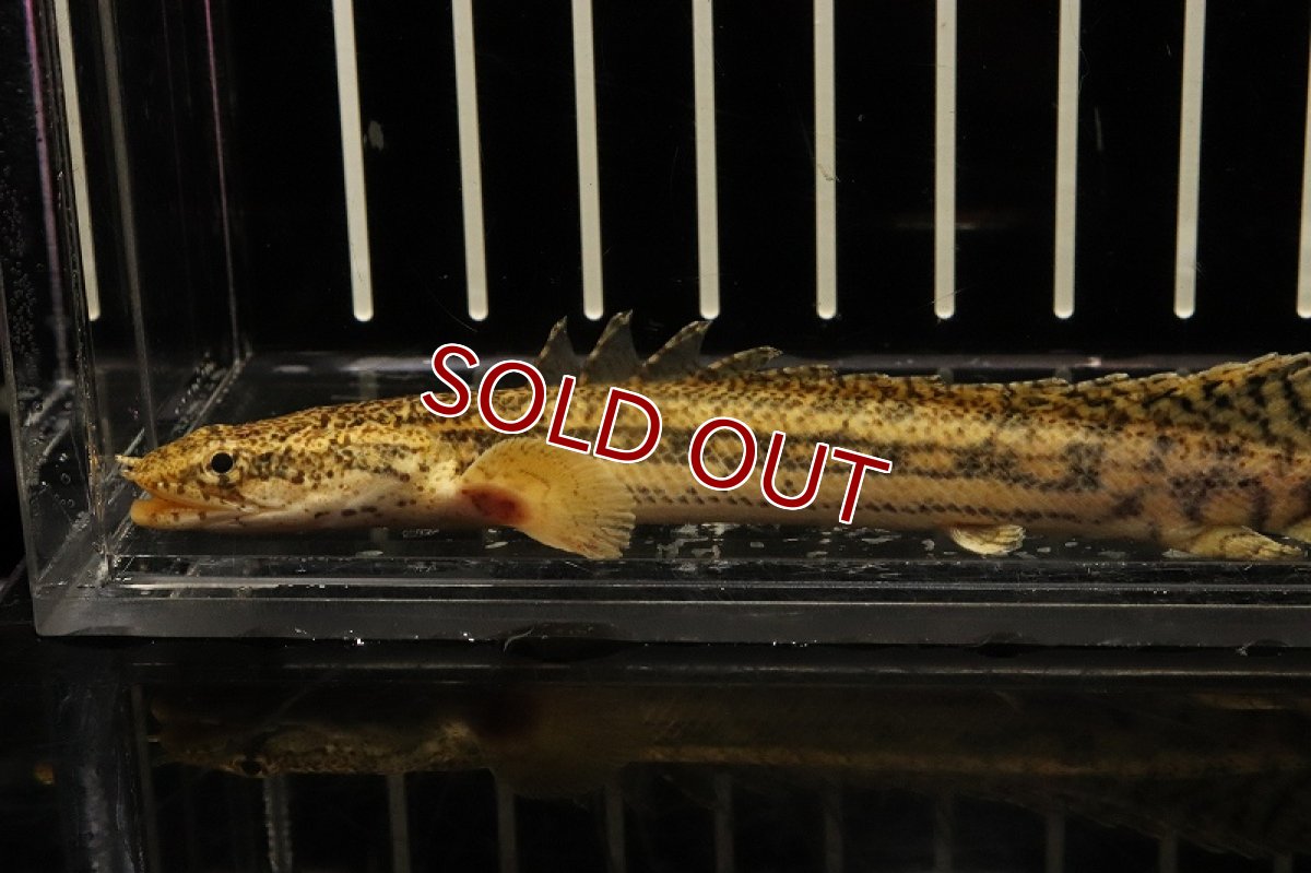 画像2: 【淡水魚】【通販】大きめ ポリプテルス ビキールspコリバ【1匹 サンプル画像】(±13-15cm)（生体）(大型魚)（熱帯魚）NKO (2)