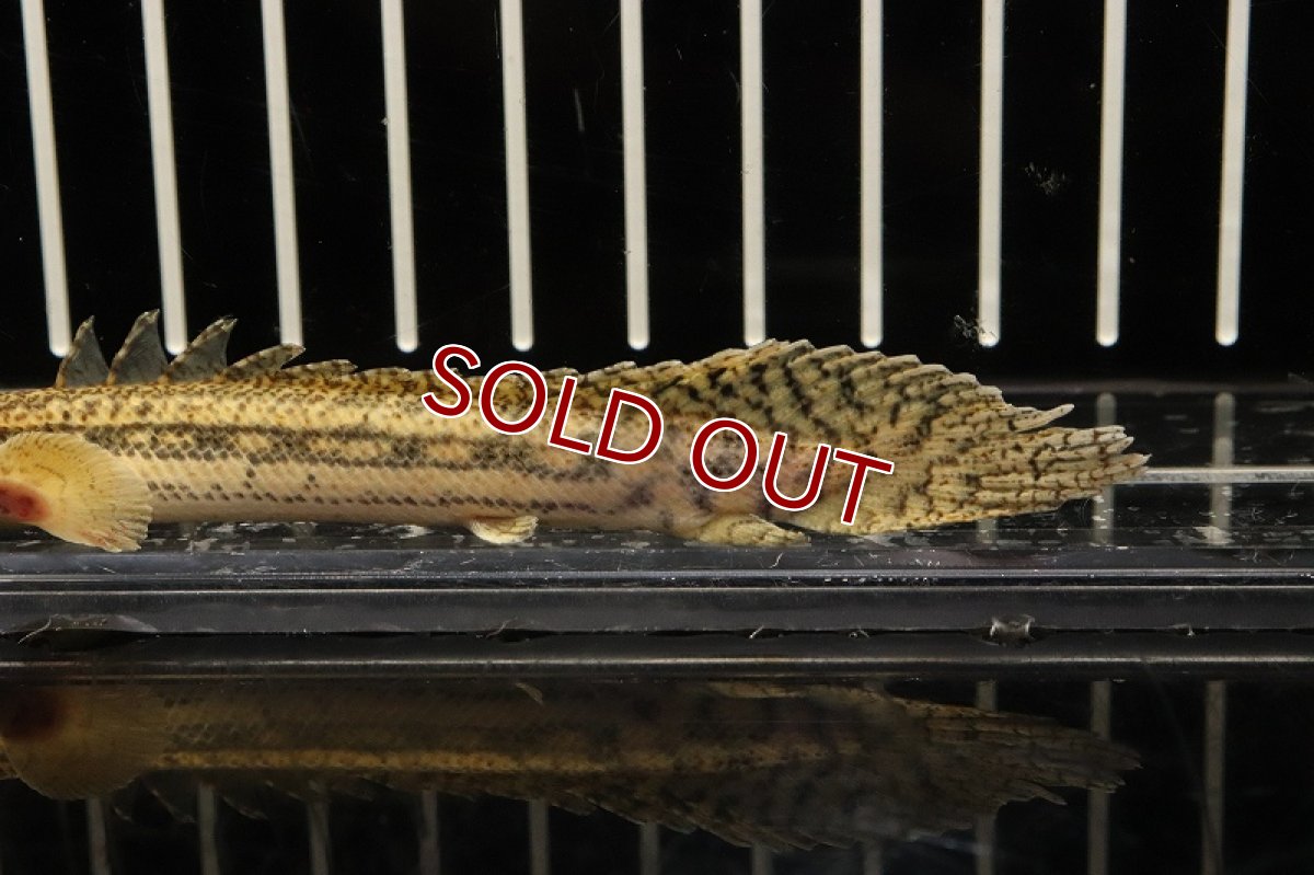 画像3: 【淡水魚】【通販】大きめ ポリプテルス ビキールspコリバ【1匹 サンプル画像】(±13-15cm)（生体）(大型魚)（熱帯魚）NKO (3)