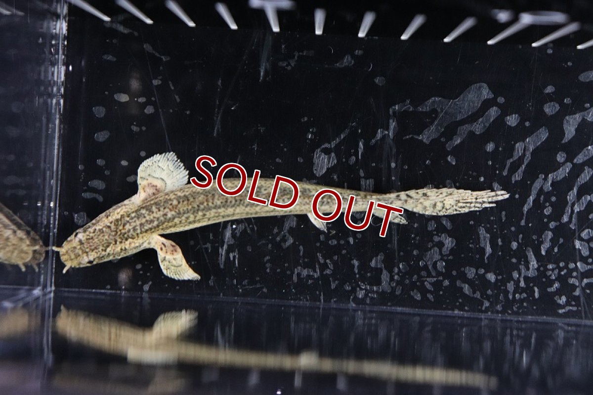 画像4: 【淡水魚】【通販】大きめ ポリプテルス ビキールspコリバ【1匹 サンプル画像】(±13-15cm)（生体）(大型魚)（熱帯魚）NKO (4)