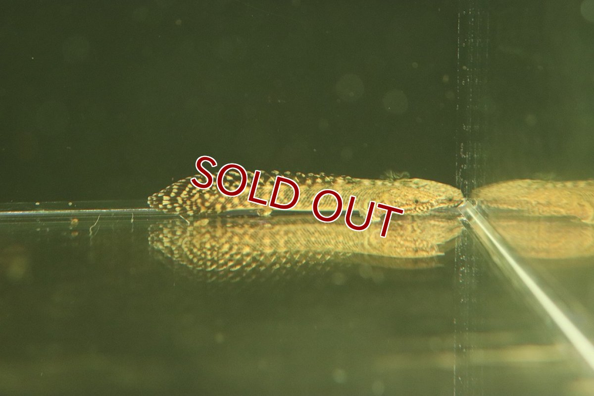 画像2: 【淡水魚】美個体 ポリプテルス オルナティピンニス コンゴ便 ワイルド【1匹 サンプル画像販売】(±10cm)(大型魚)（生体）（熱帯魚）NKＯ (2)