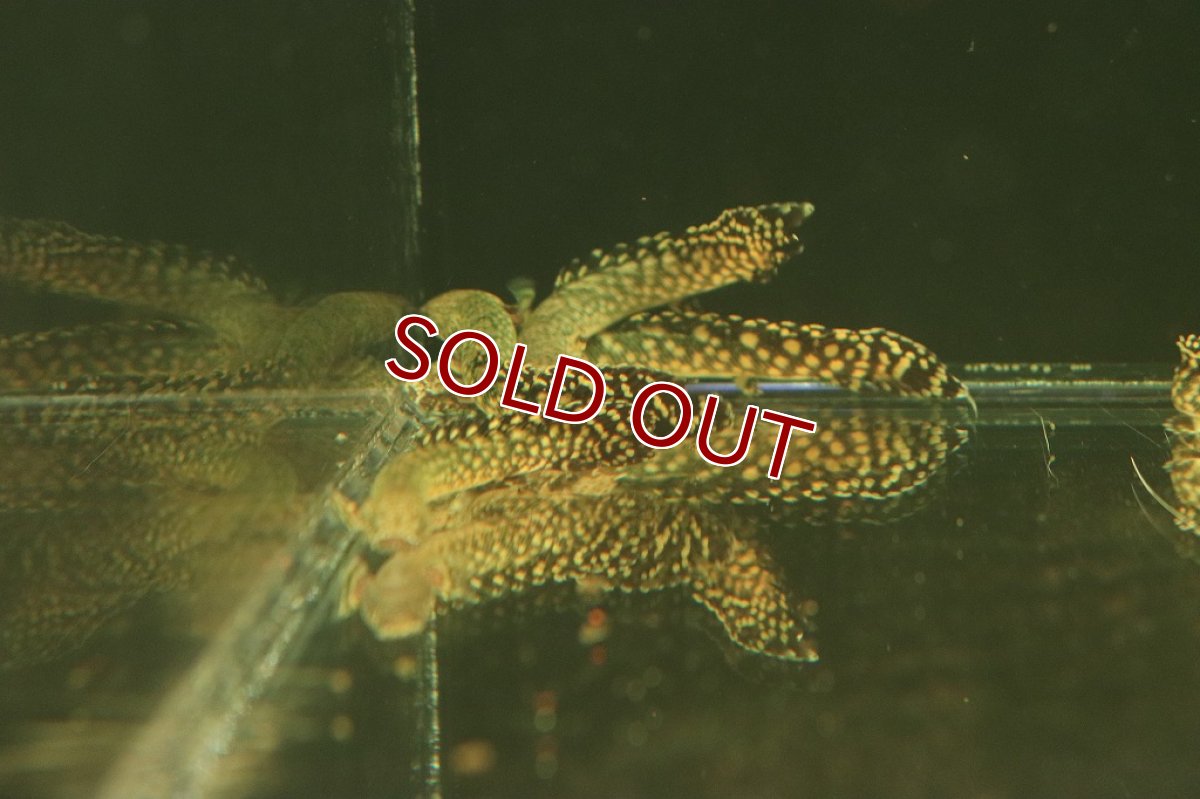 画像3: 【淡水魚】美個体 ポリプテルス オルナティピンニス コンゴ便 ワイルド【1匹 サンプル画像販売】(±10cm)(大型魚)（生体）（熱帯魚）NKＯ (3)