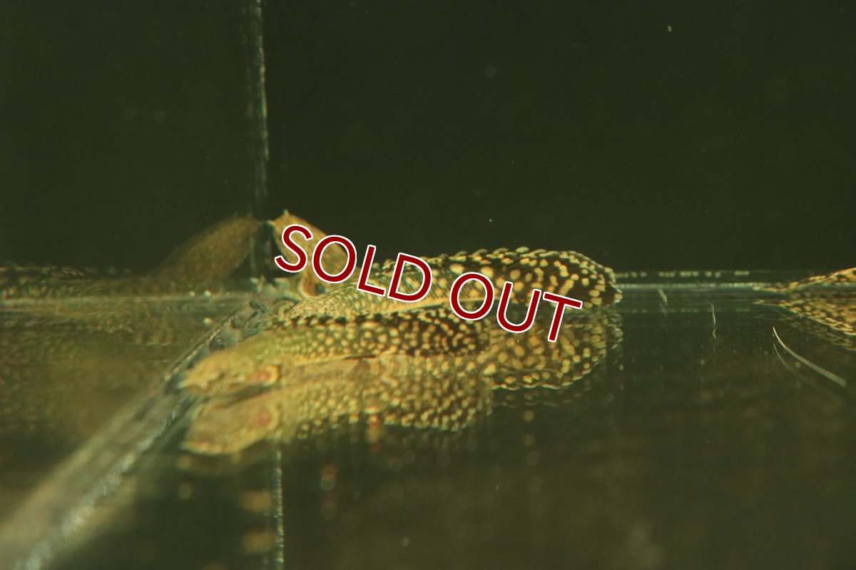 画像4: 【淡水魚】美個体 ポリプテルス オルナティピンニス コンゴ便 ワイルド【1匹 サンプル画像販売】(±10cm)(大型魚)（生体）（熱帯魚）NKＯ (4)