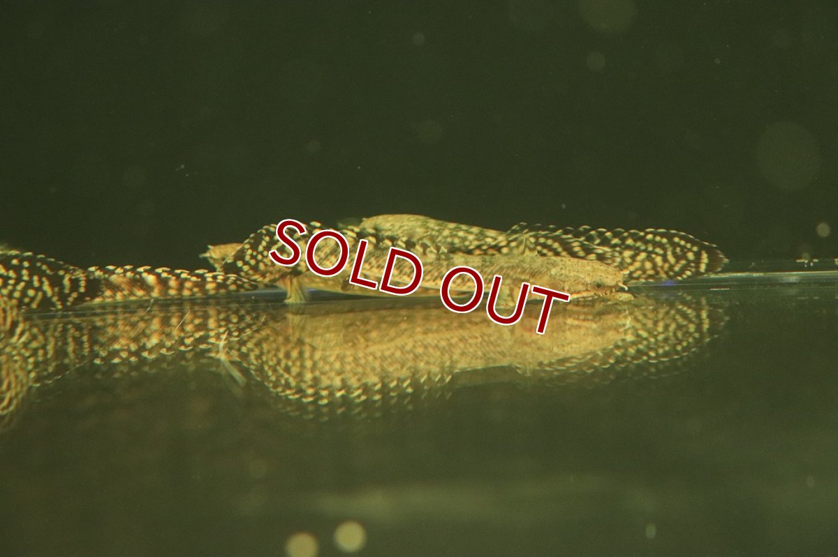 画像5: 【淡水魚】美個体 ポリプテルス オルナティピンニス コンゴ便 ワイルド【1匹 サンプル画像販売】(±10cm)(大型魚)（生体）（熱帯魚）NKＯ (5)