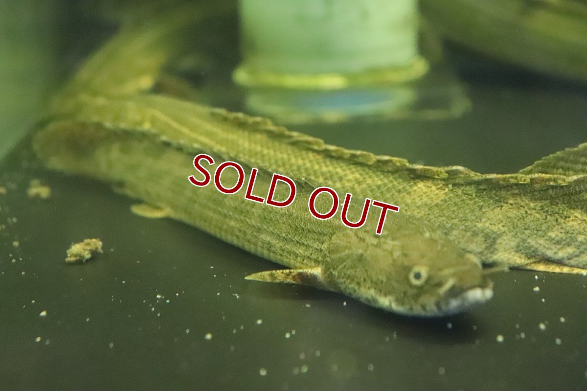 画像2: 【淡水魚】ポリプテルス sp コリバ コウロントン産 ワイルド【１匹 サンプル画像】(±25ｃｍ)（生体）（熱帯魚）NKO (2)