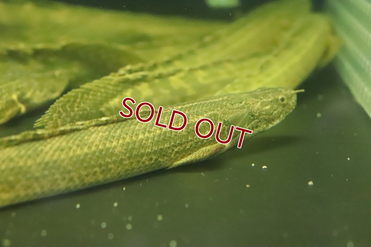 画像3: 【淡水魚】ポリプテルス sp コリバ コウロントン産 ワイルド【１匹 サンプル画像】(±25ｃｍ)（生体）（熱帯魚）NKO (3)