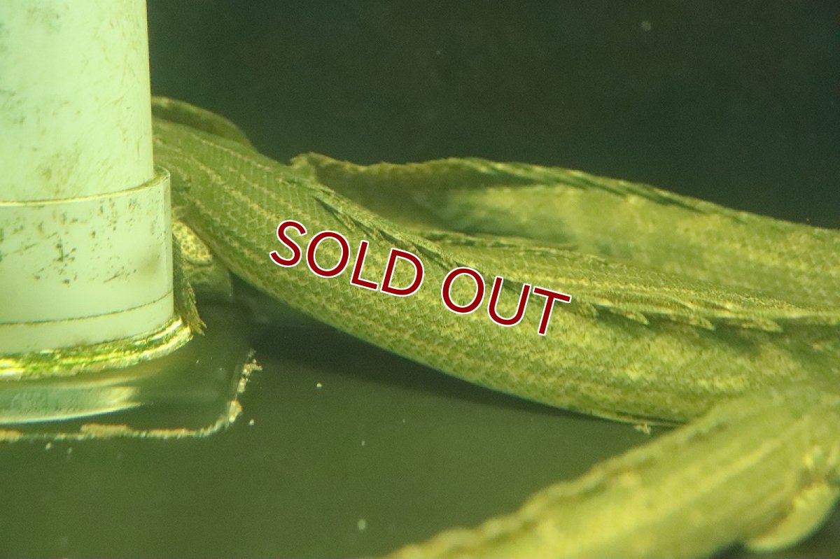 画像4: 【淡水魚】ポリプテルス sp コリバ コウロントン産 ワイルド【１匹 サンプル画像】(±25ｃｍ)（生体）（熱帯魚）NKO (4)