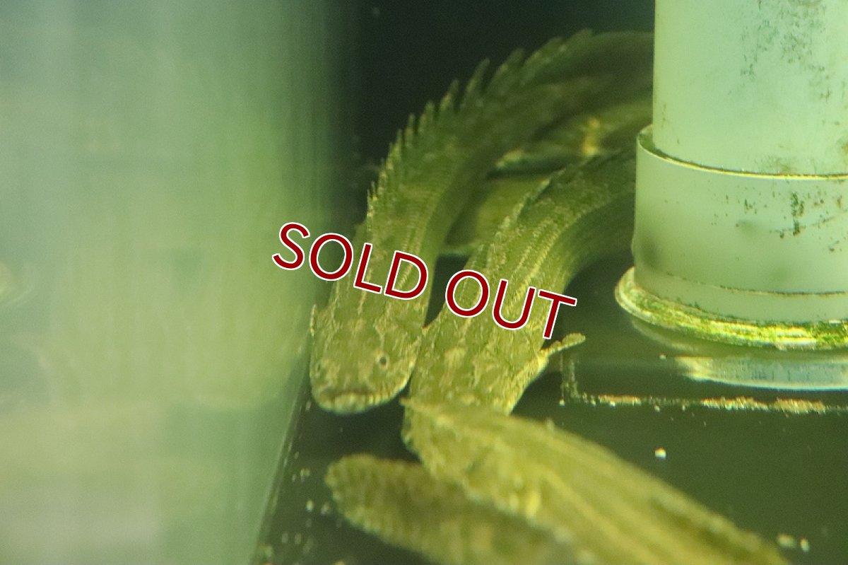 画像5: 【淡水魚】ポリプテルス sp コリバ コウロントン産 ワイルド【１匹 サンプル画像】(±25ｃｍ)（生体）（熱帯魚）NKO (5)