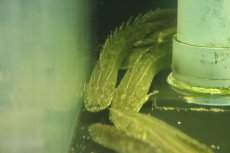画像5: 【淡水魚】【通販】ポリプテルス sp コリバ コウロントン産 ワイルド【１匹 サンプル画像】(±25ｃｍ)（生体）（熱帯魚）NKO (5)