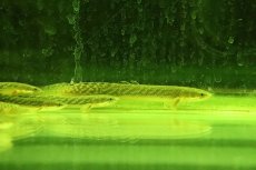 画像1: 【淡水魚】爆安 ギニア便 ポリプテルス ブティコフェリー  ワイルド【１匹 サンプル画像】(±8-11cm)(大型魚)（生体）（熱帯魚）NKO (1)