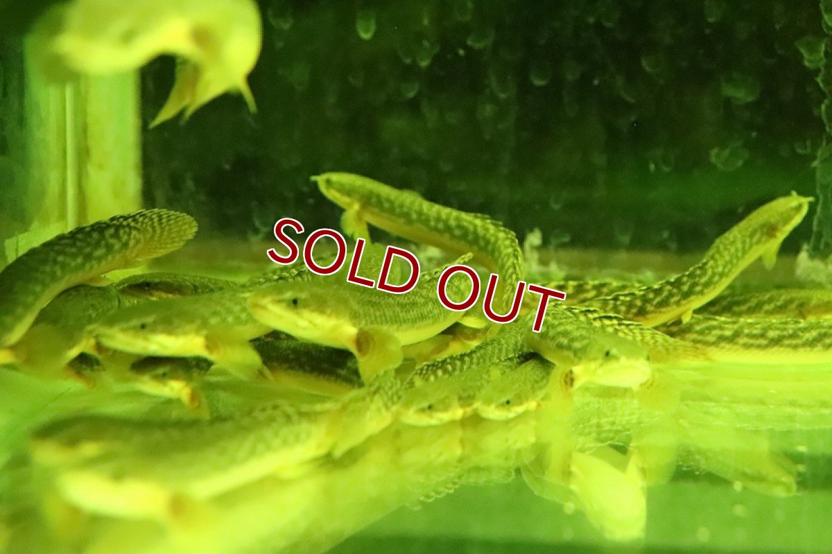 画像2: 【淡水魚】爆安 ギニア便 ポリプテルス ブティコフェリー  ワイルド【１匹 サンプル画像】(±8-11cm)(大型魚)（生体）（熱帯魚）NKO (2)
