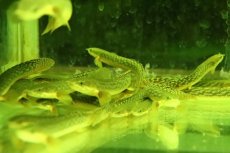 画像2: 【淡水魚】爆安 ギニア便 ポリプテルス ブティコフェリー  ワイルド【１匹 サンプル画像】(±8-11cm)(大型魚)（生体）（熱帯魚）NKO (2)