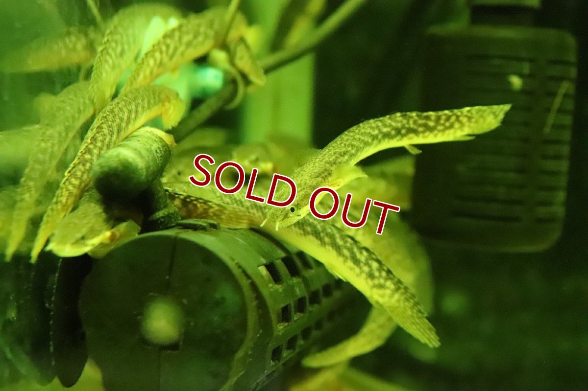 画像3: 【淡水魚】爆安 ギニア便 ポリプテルス ブティコフェリー  ワイルド【１匹 サンプル画像】(±8-11cm)(大型魚)（生体）（熱帯魚）NKO (3)