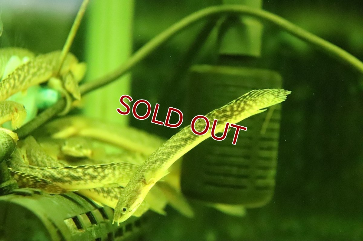 画像4: 【淡水魚】爆安 ギニア便 ポリプテルス ブティコフェリー  ワイルド【１匹 サンプル画像】(±8-11cm)(大型魚)（生体）（熱帯魚）NKO (4)