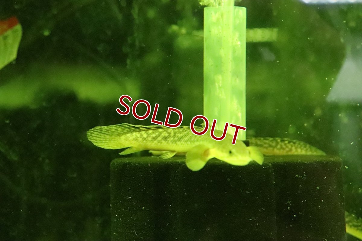 画像5: 【淡水魚】爆安 ギニア便 ポリプテルス ブティコフェリー  ワイルド【１匹 サンプル画像】(±8-11cm)(大型魚)（生体）（熱帯魚）NKO (5)