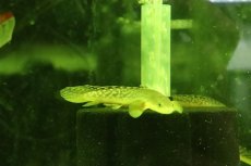 画像5: 【淡水魚】爆安 ギニア便 ポリプテルス ブティコフェリー  ワイルド【１匹 サンプル画像】(±8-11cm)(大型魚)（生体）（熱帯魚）NKO (5)