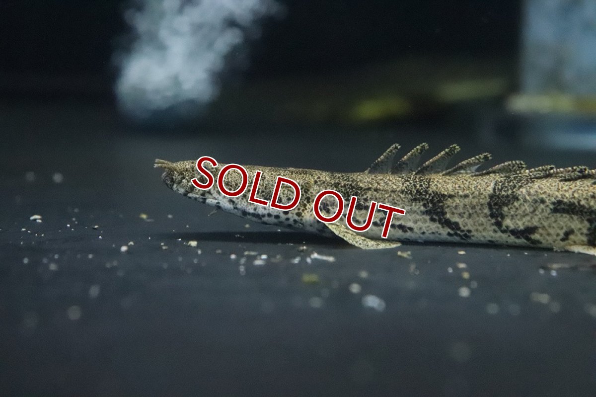 画像2: 【淡水魚】大特価 ポリプテルス エンドリケリー ダボラ産 ワイルド【１匹 サンプル画像】(±10-12cm)(大型魚)(生体)(熱帯魚)NKO (2)