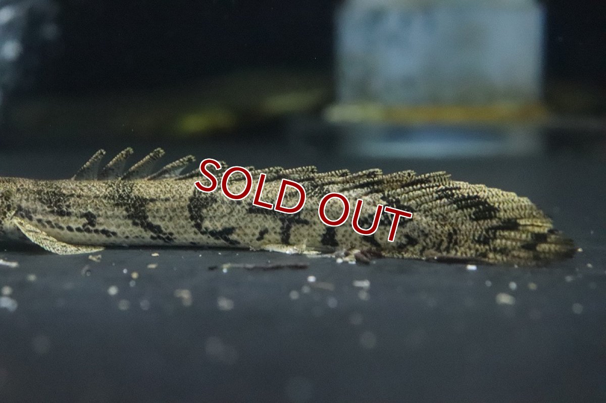 画像3: 【淡水魚】大特価 ポリプテルス エンドリケリー ダボラ産 ワイルド【１匹 サンプル画像】(±10-12cm)(大型魚)(生体)(熱帯魚)NKO (3)