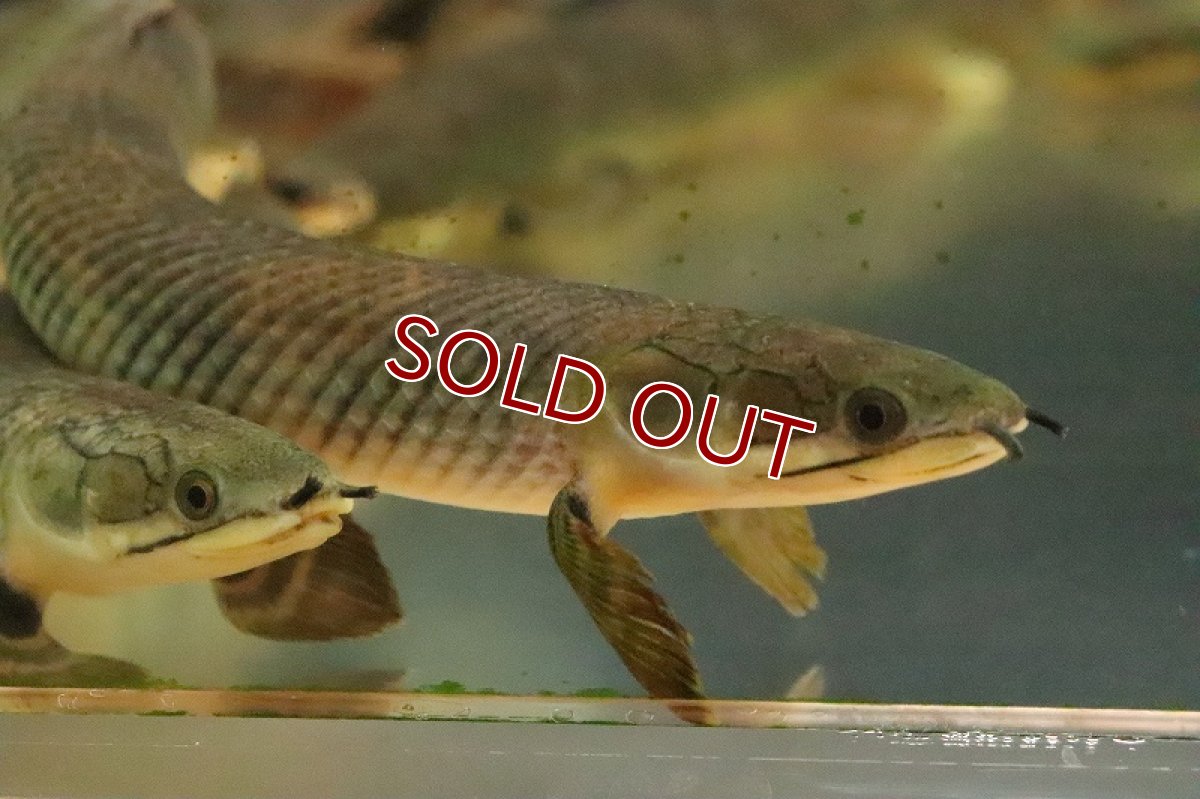画像3: 【淡水魚】【通販】激安 大きくて太い ポリプテルス モケレンベンベ(旧レトロピンニス) コンゴ産【１匹 サンプル画像】(生体)(熱帯魚)NKO (3)