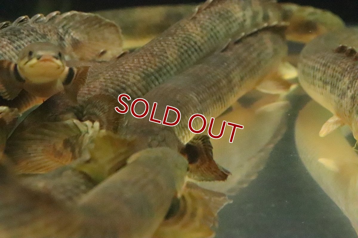 画像4: 【淡水魚】【通販】激安 大きくて太い ポリプテルス モケレンベンベ(旧レトロピンニス) コンゴ産【１匹 サンプル画像】(生体)(熱帯魚)NKO (4)