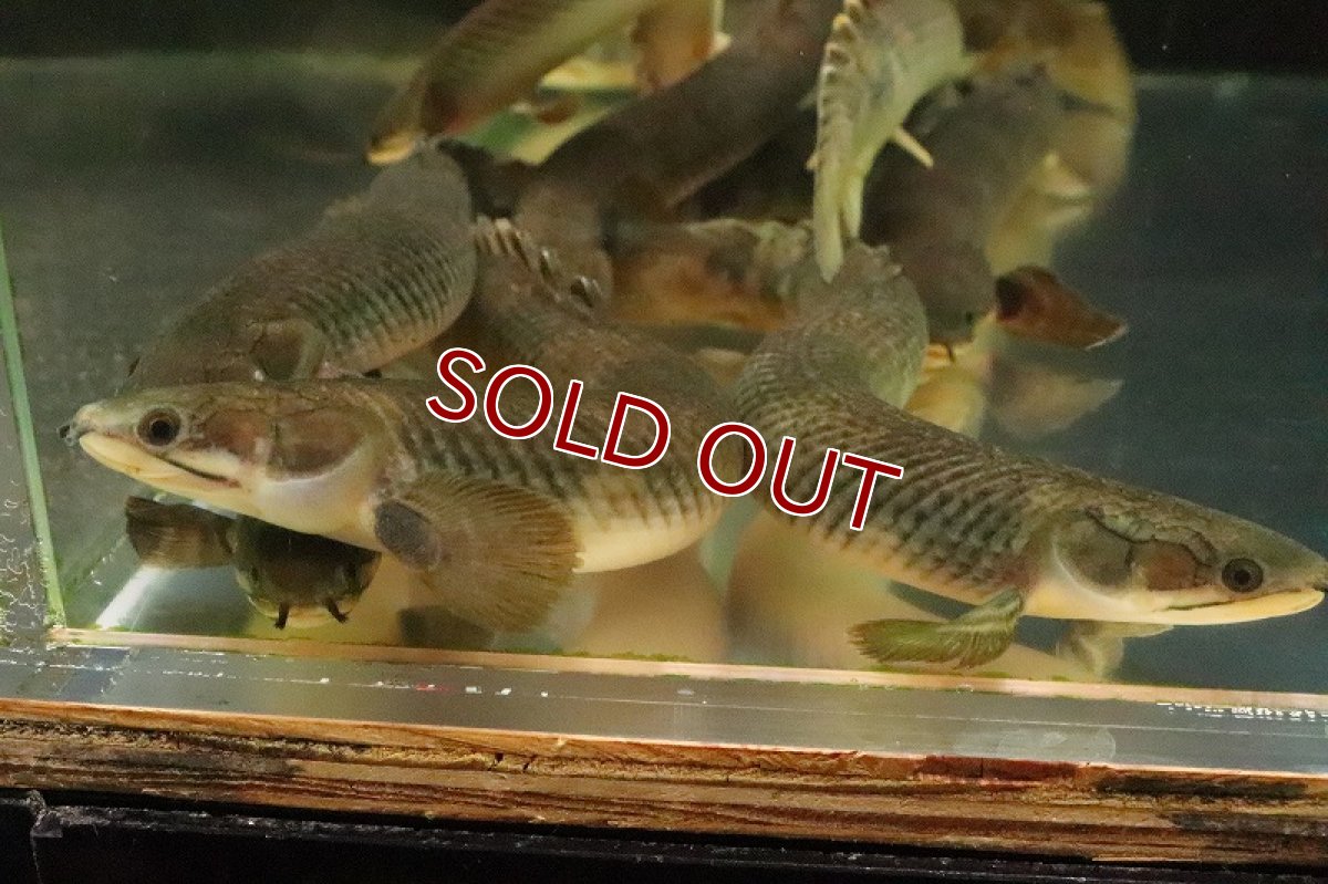 画像5: 【淡水魚】【通販】激安 大きくて太い ポリプテルス モケレンベンベ(旧レトロピンニス) コンゴ産【１匹 サンプル画像】(生体)(熱帯魚)NKO (5)