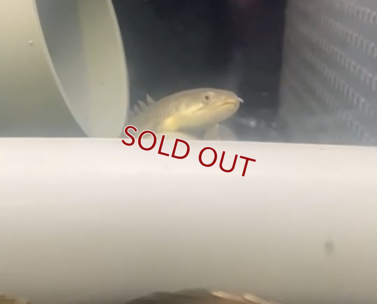 画像2: 【淡水魚】【通販】訳あり ポリプテルス セネガルス ワイルド【１匹 サンプル画像】(±15cm)(大型魚)(生体)(熱帯魚)NKO (2)