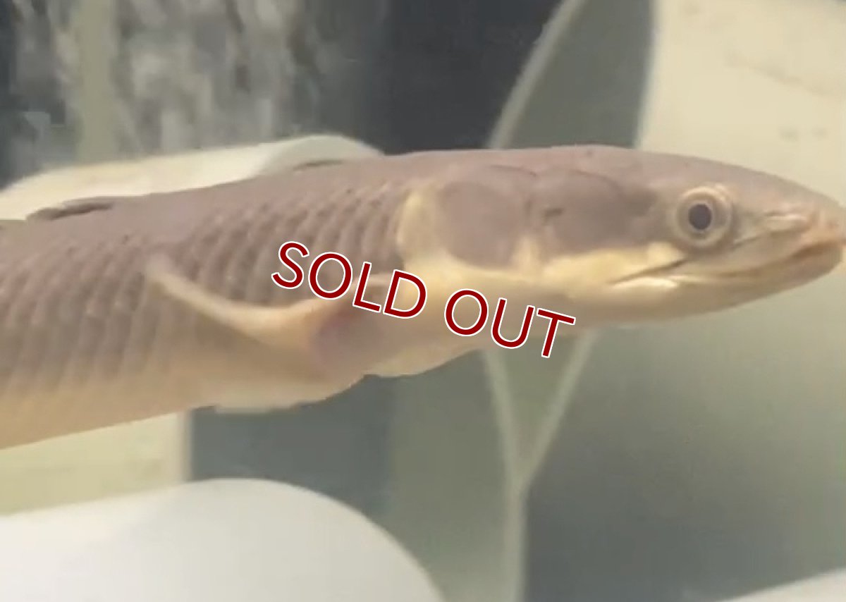 画像3: 【淡水魚】【通販】訳あり ポリプテルス セネガルス ワイルド【１匹 サンプル画像】(±15cm)(大型魚)(生体)(熱帯魚)NKO (3)