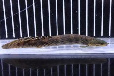 画像1: 【淡水魚】【通販】特価 ポリプテルス モケレンベンベ(旧レトロピンニス) ワイルド【1匹 サンプル画像】(±8-10cm)(生体)(熱帯魚)NKO (1)