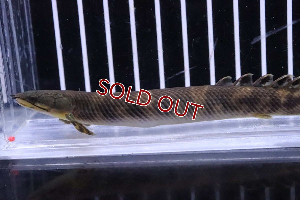 画像2: 【淡水魚】特価 ポリプテルス モケレンベンベ(旧レトロピンニス) ワイルド【1匹 サンプル画像】(±8-10cm)(生体)(熱帯魚)NKO (2)