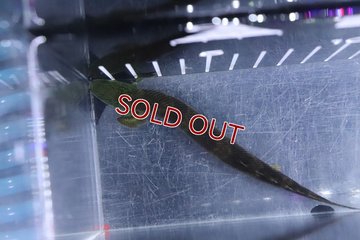 画像3: 【淡水魚】特価 ポリプテルス モケレンベンベ(旧レトロピンニス) ワイルド【1匹 サンプル画像】(±8-10cm)(生体)(熱帯魚)NKO (3)