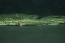 画像1: 【淡水魚】激安 ポリプテルス sp ダボラ  ダボラ産 ワイルド【1匹 サンプル画像】(±10cm)(大型魚)(生体)(熱帯魚)NKO (1)