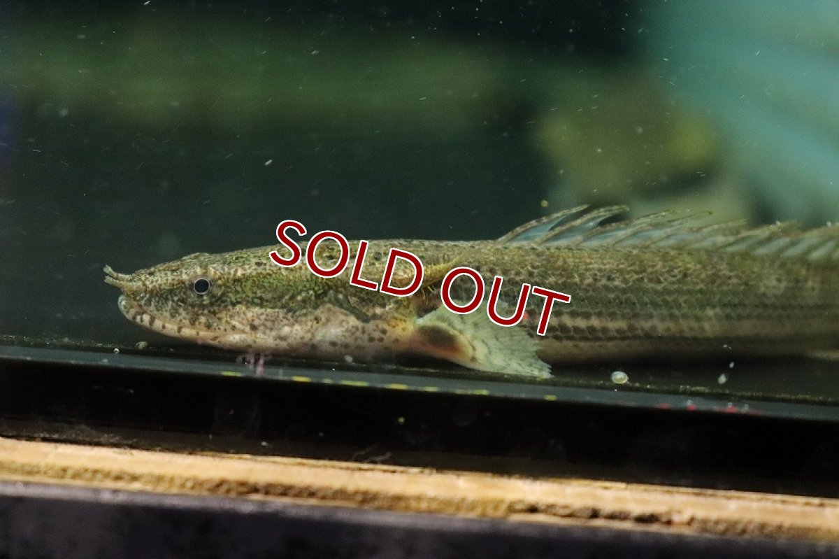 画像2: 【淡水魚】激安 ポリプテルス sp ダボラ  ダボラ産 ワイルド【1匹 サンプル画像】(±10cm)(大型魚)(生体)(熱帯魚)NKO (2)