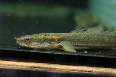 画像2: 【淡水魚】激安 ポリプテルス sp ダボラ  ダボラ産 ワイルド【1匹 サンプル画像】(±10cm)(大型魚)(生体)(熱帯魚)NKO (2)