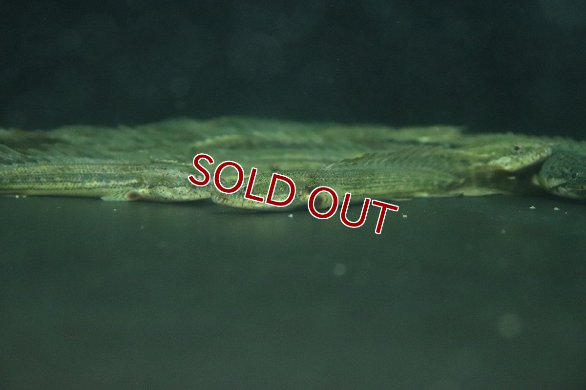 画像3: 【淡水魚】激安 ポリプテルス sp ダボラ  ダボラ産 ワイルド【1匹 サンプル画像】(±10cm)(大型魚)(生体)(熱帯魚)NKO (3)